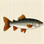 Illustrazione di un Cavedano, pesce d'acqua dolce