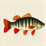 Illustrazione di un Persico Reale, predatore di fiume